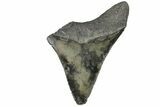 Bargain, Fossil Megalodon Tooth - Serrated Blade #169318-1